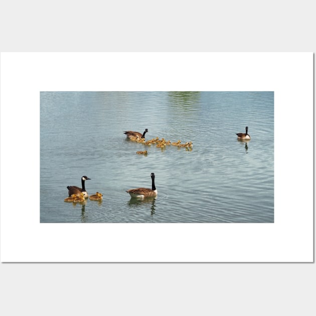 Canada Goose Parents Swimming With Families of Goslings Wall Art by BackyardBirder